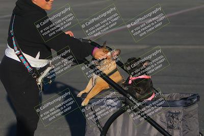 media/Oct-14-2023-Lucky Dog Racing (Sat) [[cef75db616]]/1-Around the Pits/